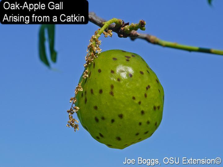 Oak-Apple Gall